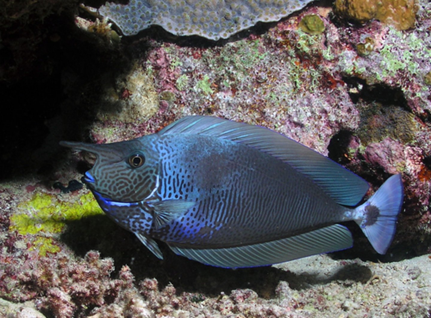 <p>Naso brevirostris</p>