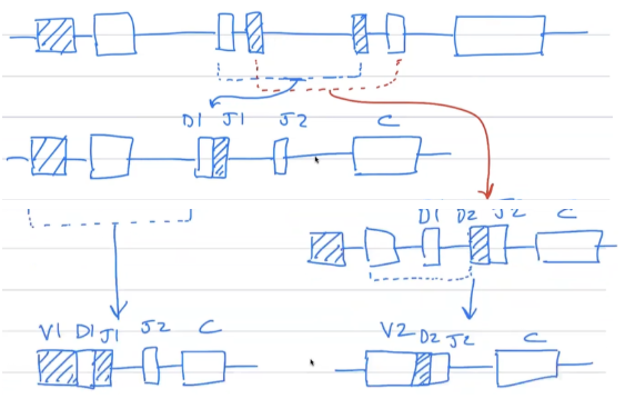 <p><span style="background-color: transparent;"><strong>[2] &amp; [7] chain recombination</strong></span></p><p><span style="background-color: transparent;">every [1]’s [2] chain has VDJC.&nbsp;</span></p><ul><li><p><span style="background-color: transparent;">DJ first, then VDJ, then connect to C via [3]</span></p></li></ul><p><span style="background-color: transparent;">start with [4] DNA → [5] DNA</span></p><ul><li><p><mark data-color="purple" style="background-color: purple; color: inherit;">[6] recombination</mark></p><ul><li><p><span style="background-color: transparent;">label D-J joining step</span></p></li><li><p><span style="background-color: transparent;">label V-DJ joining step</span></p></li></ul></li></ul><p>remember [7] chains have no D segment! otherwise, same process</p><p></p>