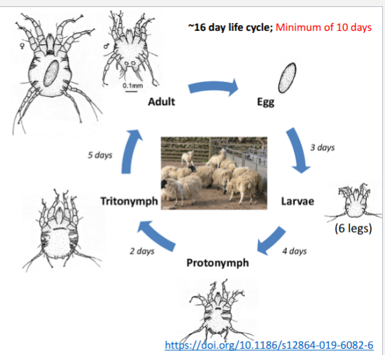 <p>non-burrowing = feeds at surface of skin, lipids, superficial fluids, cells in serous exudate, bacteria, lymph</p><p>sensitive to desiccation so longer fleece ideal - provides micorclimate to them so see outbreaks or increased in severity of clinical signs in winter period </p><p>~ 16d life cycle - can be as fast as 10d when warmer</p><p>males look different to females </p>