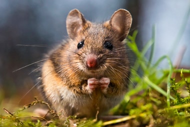 <p>animals that consume the primary consumers (EX: mice)</p>