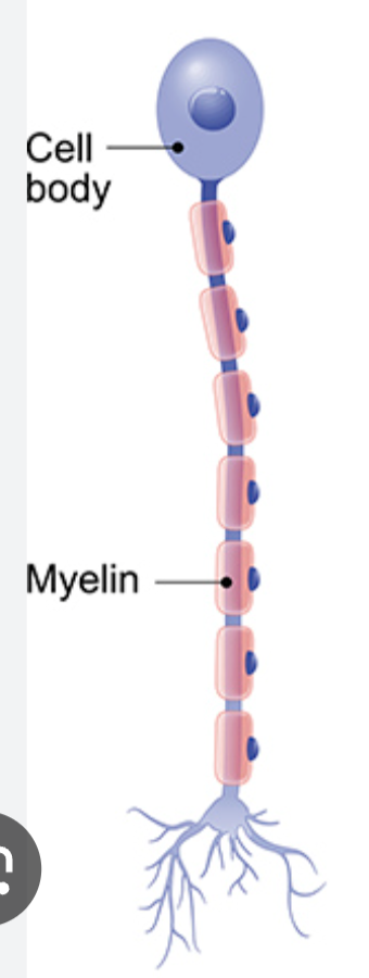 <p>Unipolar Neuron</p>
