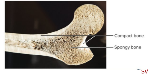 C. Spongy bone (spongy bone of the skull = diploe)