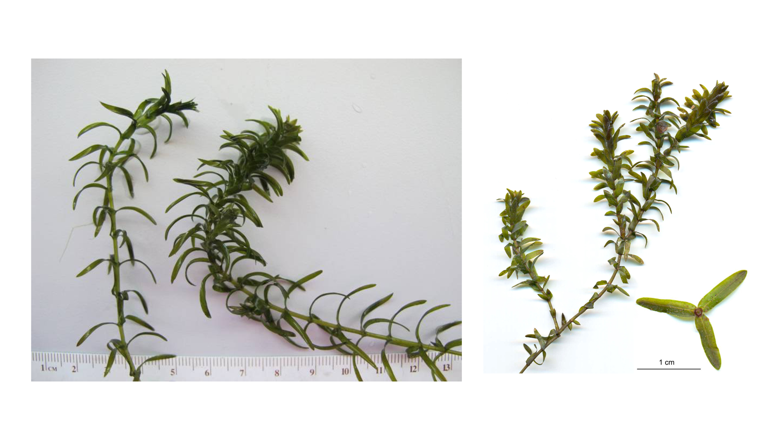 <p>Elodea spp. (2 WI species shown)</p>
