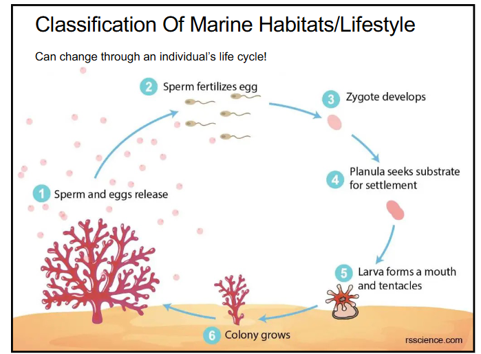 <p>yes, some larvae live and float in the water column until they settle into one habitat and become benthic and sessile</p>