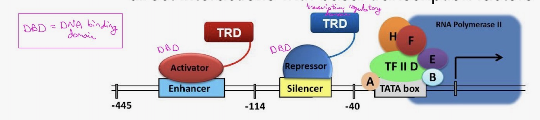 <ul><li><p>direct interactions with basal transcription factors</p></li><li><p>recruit co-activators that modify chromatin</p></li><li><p>covalent modification of histone proteins (acetylation; methylation; phosphorylation, etc.)</p></li></ul><p></p>