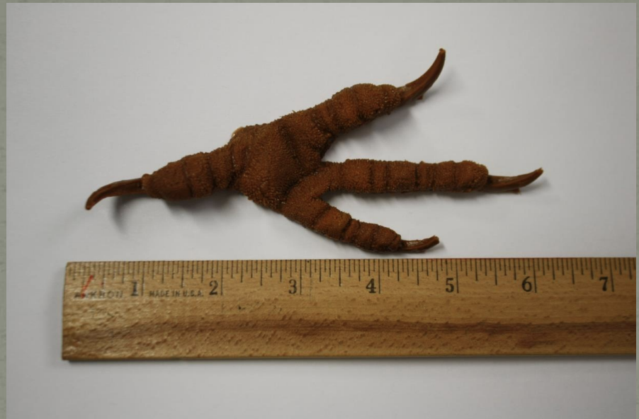 <p>Name this animal track</p>