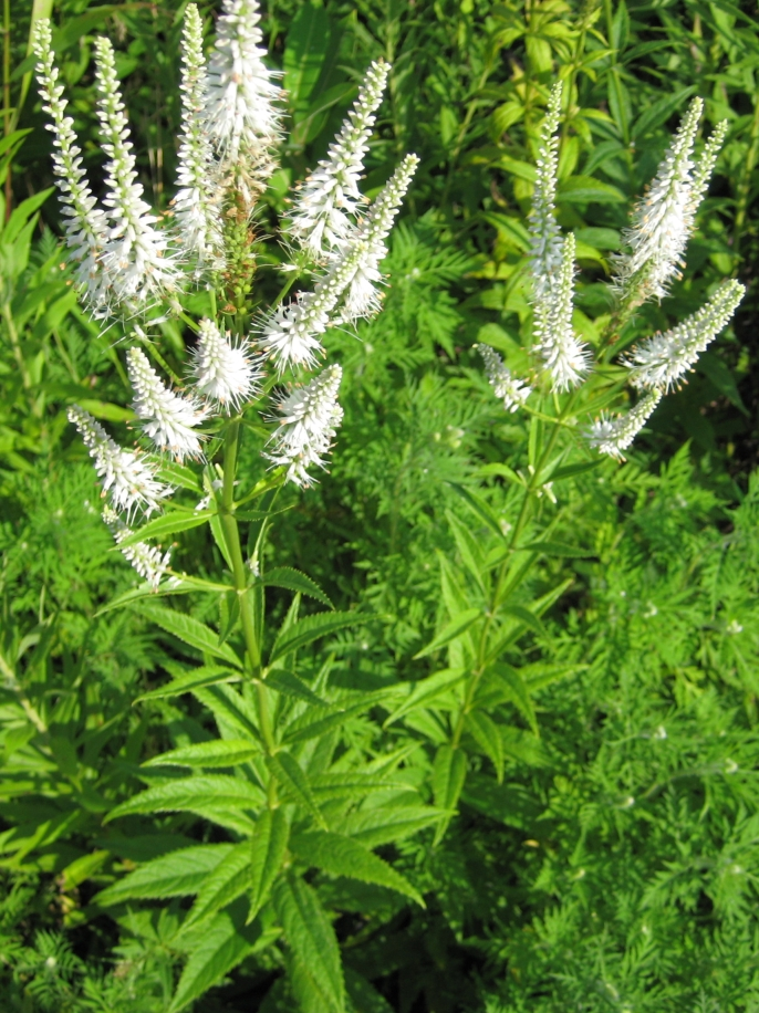 <p>Scrophulariaceae</p><p>whorled with 5 leaves</p><p>spike flower</p><p>linear</p><p>finely serrated</p>