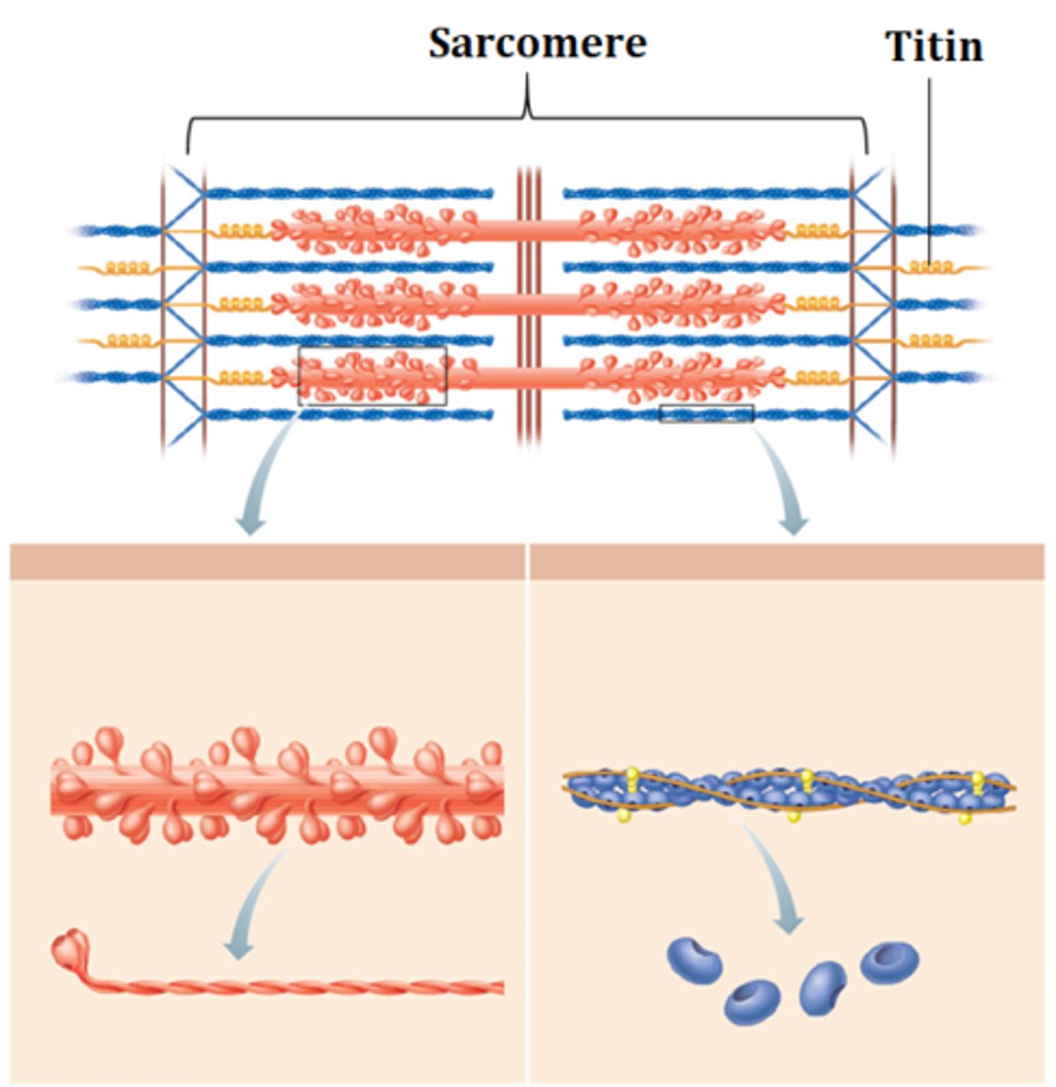 <p>titin</p>