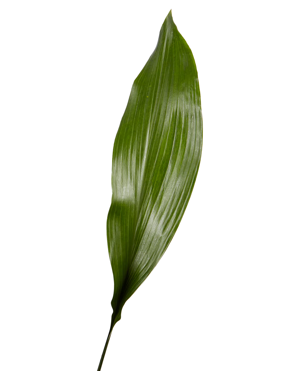 <p>What is the scientific name for this plant?</p>