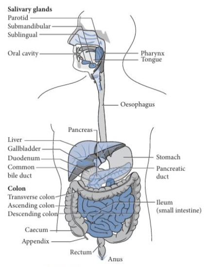 <ul><li><p>Primarily responsible for the mechanical breakdown and transport of food</p></li><li><p>In the oral cavity, chewing physically breaks food into smaller pieces, while saliva moistens it and begins digestion</p></li><li><p>The pharynx and esophagus move the food bolus towards stomach through peristalsis</p></li></ul><p></p>