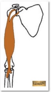 <p>M. Biceps Brachii</p>