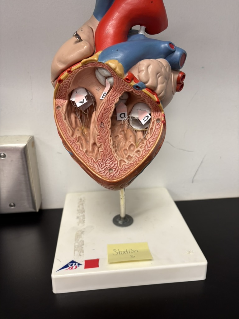 <p>D. identify this valve of the heart</p>