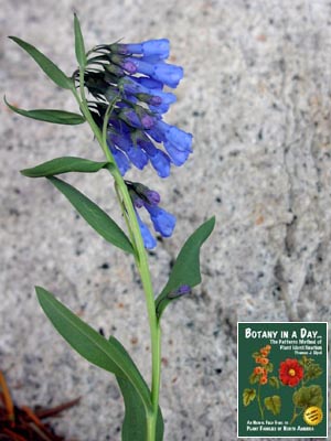 <p>boraginaceae</p><p>-plant type</p><p>-leaf type</p><p>-leaf arrangement</p><p>-inflorescence</p>