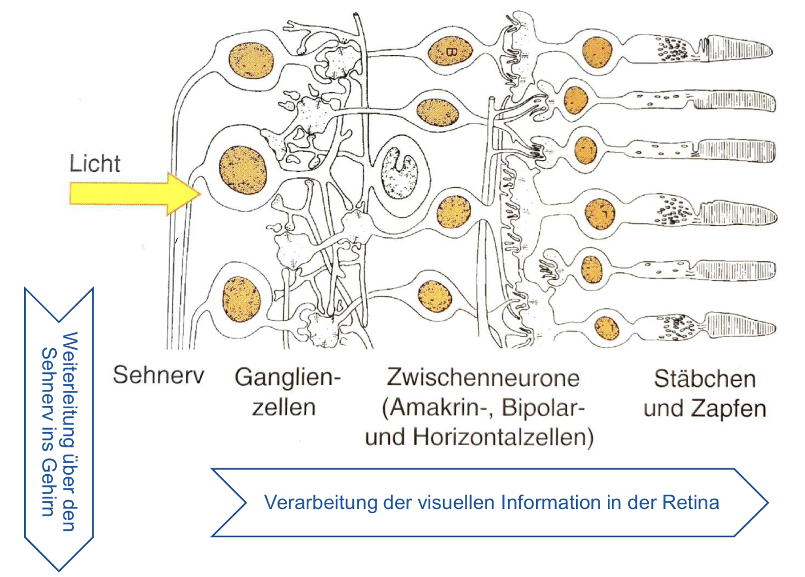 <p><span>Zwischenneuronen: bilden ein Netzwerk</span></p><p><span>Ganglienzellen enthält Informationen von mehreren Rezeptorzellen</span></p><p><span>Ganglienzellen leiten Information vom Auge zum Gehirn die Axone der Ganglienzellen bilden den Sehnerv</span></p>