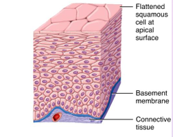 <p>Stratified squamous epithelium</p>