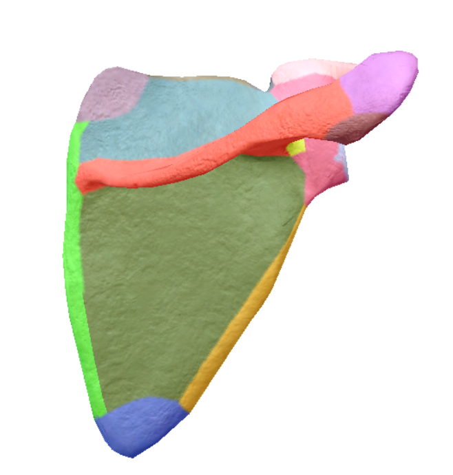 <p>magenta (on posterior side)</p>