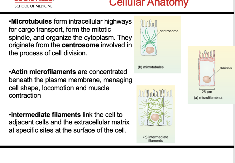 <p><strong>Microtubules:</strong> Organize Cytoplasm, Cargo Transport, </p><ul><li><p>FORM CENTROSOMES, MITOTIC SPINDLE</p></li></ul><p><strong>Intermediate Filaments: </strong>Cell:Cell </p><p><strong>Actin Filaments: </strong>Cell Shape, Locomotion, Muscle Contraction</p><p></p>