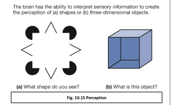 <p><span>Perception &amp; the Brain’s Interpretive Role— why is that relevant?</span></p>