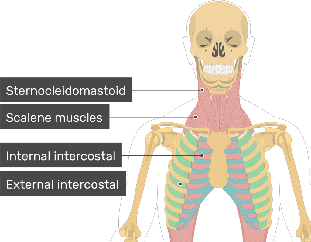 <p>Muscles that elevate ribs during inhalation.</p>