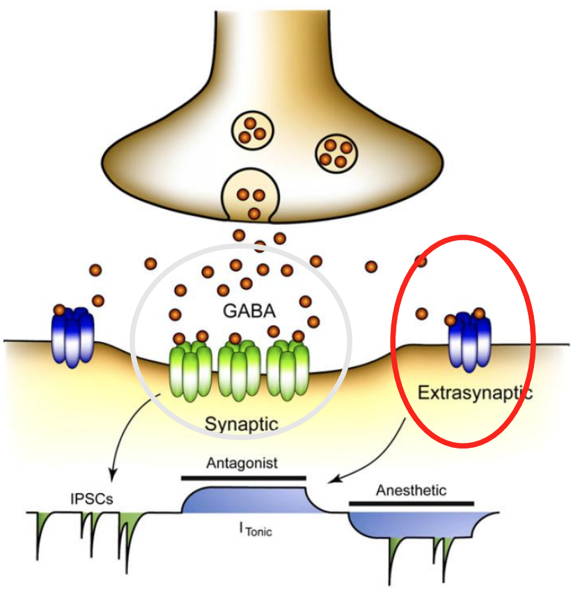 <p><strong>Synaptic </strong>or <strong>extrasynaptic </strong>regions</p><p>Synaptic:</p><ul><li><p>αxβxγ2</p></li><li><p>αxβxγ3</p></li><li><p>“strong but transient”</p></li></ul><p>Extrasynaptic:</p><ul><li><p>α4βxδ</p></li><li><p>α6βxδ</p></li><li><p>α5βxγ2</p></li><li><p>αxβx*</p></li><li><p>“Weak but always on”</p></li></ul><div data-type="horizontalRule"><hr></div><ul><li><p>GABA binds to receptor → brief, strong current</p></li><li><p>focus: receptors that are outside (extra synaptic) → operate in low levels of GABA, not action-dependent release of GABA</p></li><li><p>middle = phasic (action-dependent release of GABA associated); extra synaptic + tonic currents</p></li><li><p>review</p></li></ul><p></p>