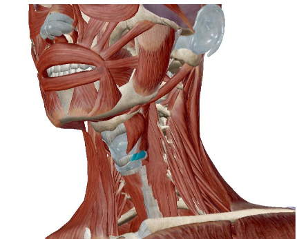 <p>what muscle is this</p>