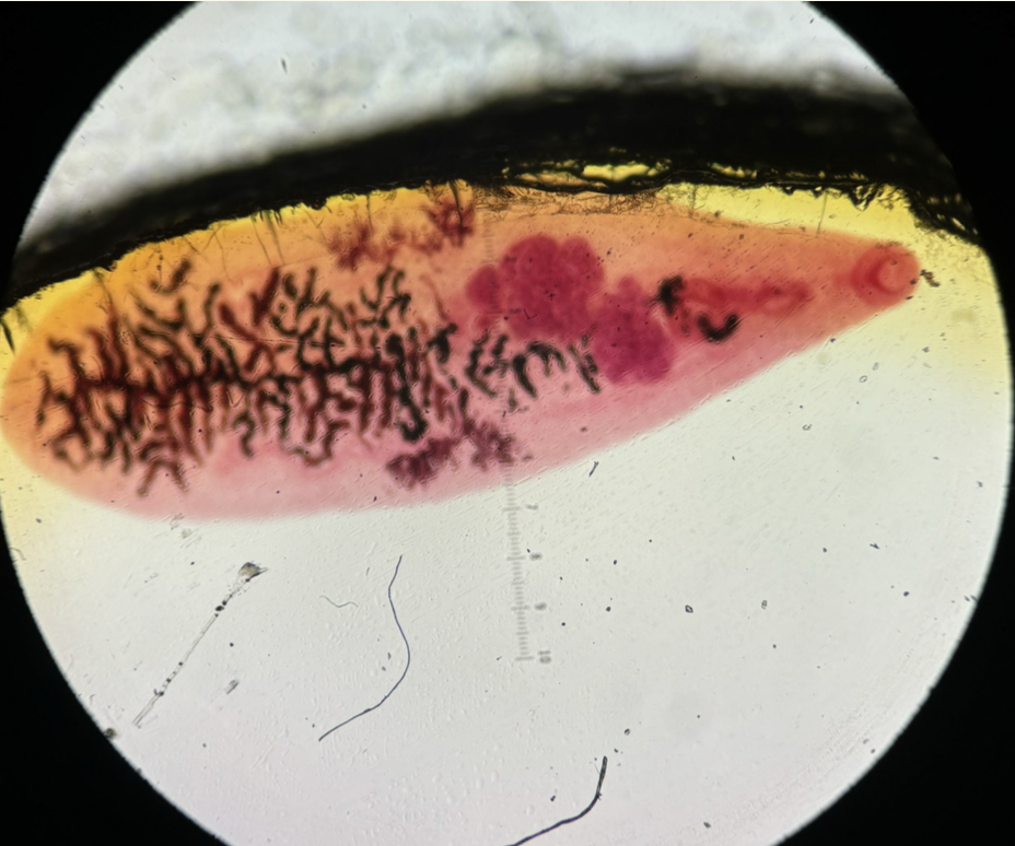 <p>Kingdom?</p><p class="p1">Phylum?</p><p class="p1">Class?</p><p class="p1">Order?</p><p class="p1">Family?</p><p class="p1">Species/Stage?</p>