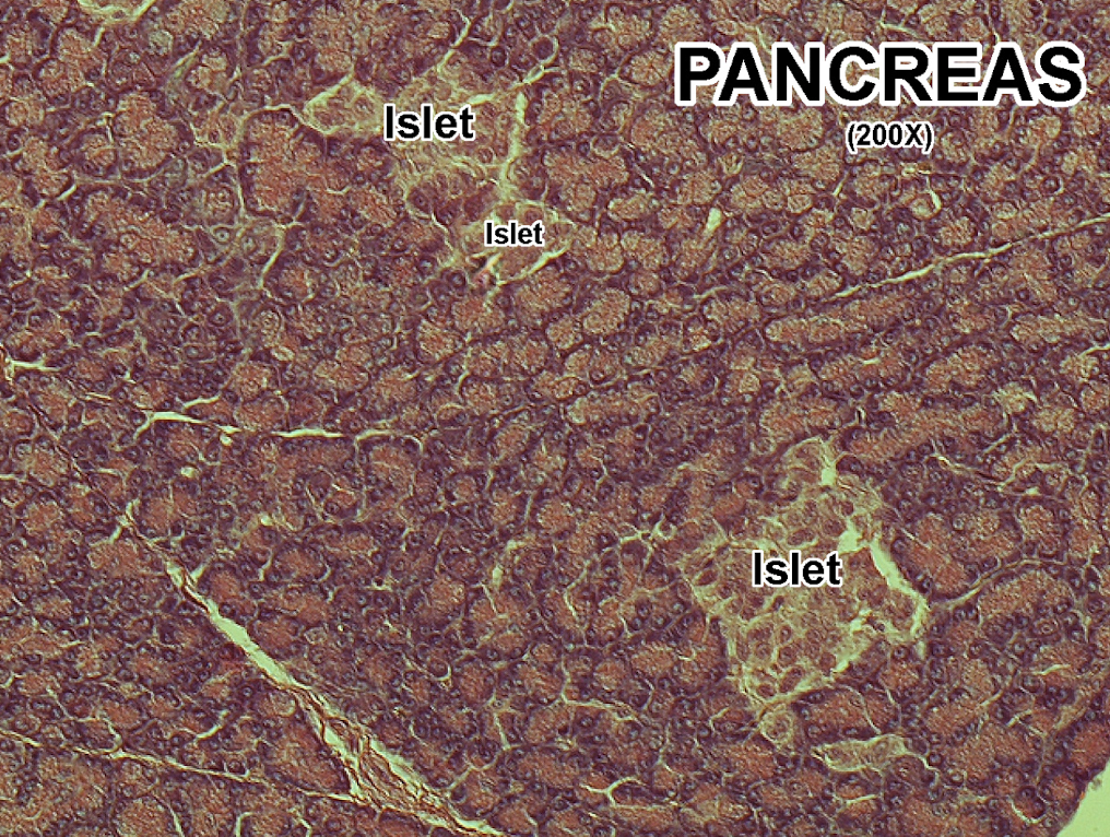 <p>Pancreatic Islets </p>