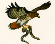 <p>organism that relies on other organisms for its energy and food supply; also called heterotroph</p>