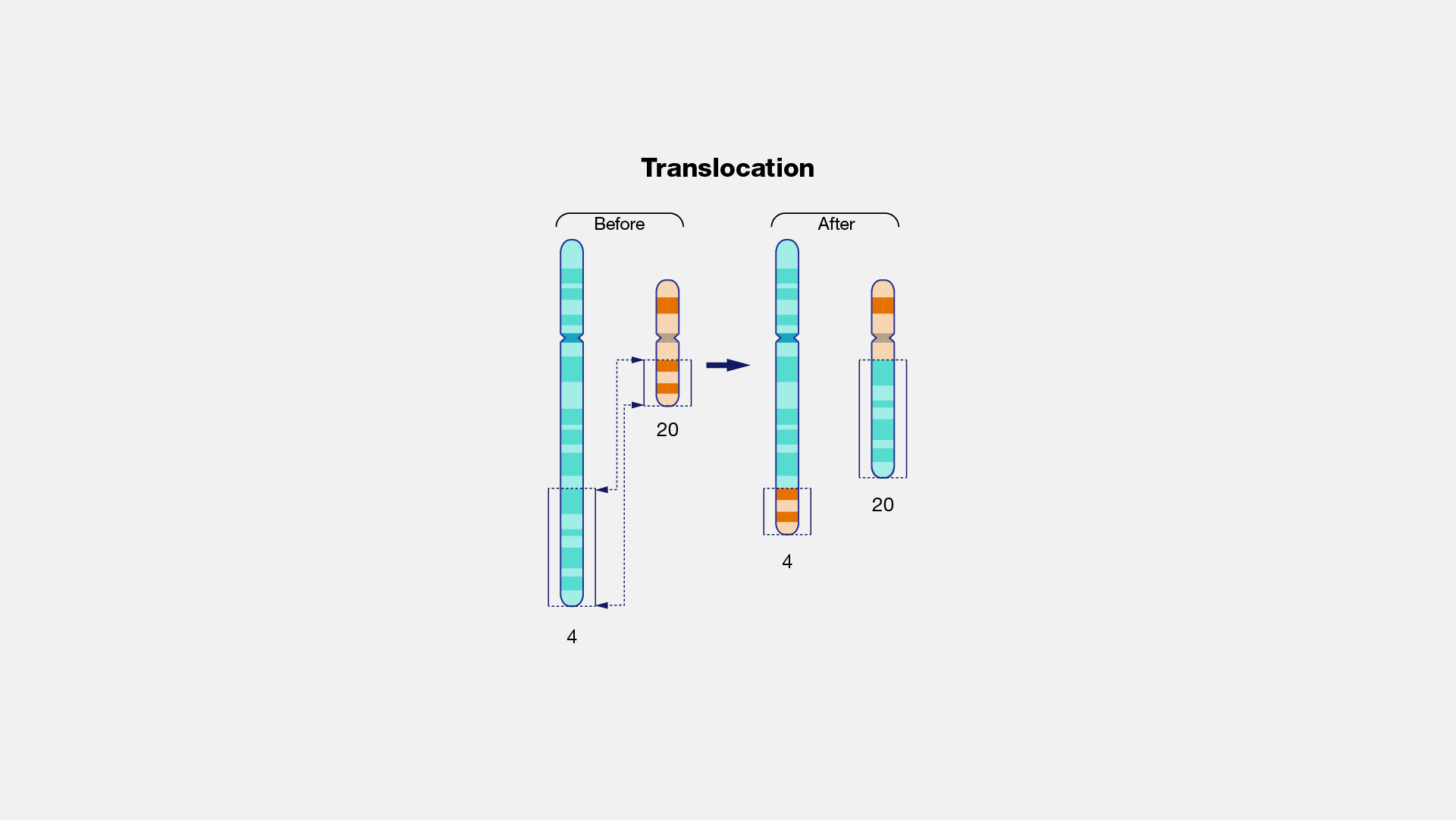 <p>When a region of DNA on one chromosome detaches and reatached to a different chromosome or a different area of the same chromosome. This will significantly alter both chromosomes involved so the whole phenotype is likely to be affected.</p>