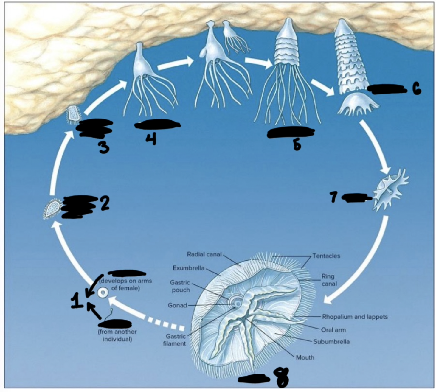 <p>What is the kingdom, phylum, class, and genus of this</p>