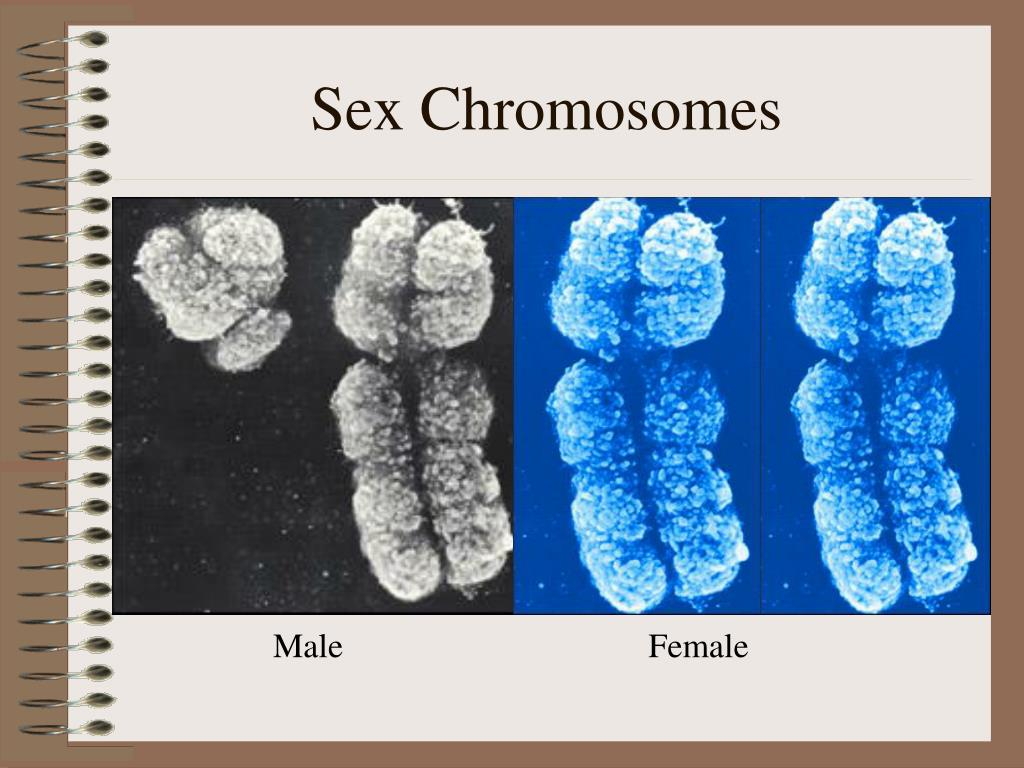 <p>Female maternal gamete contains the x chromosome and male paternal gamete contains the x or y chromosome. </p><p>together:</p><p>x,x female</p><p>x,y male.</p>