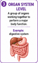 <p>A group of organs working together to perform a major body function.<br>Example: The stomach and intestines work together in the digestive system.</p>