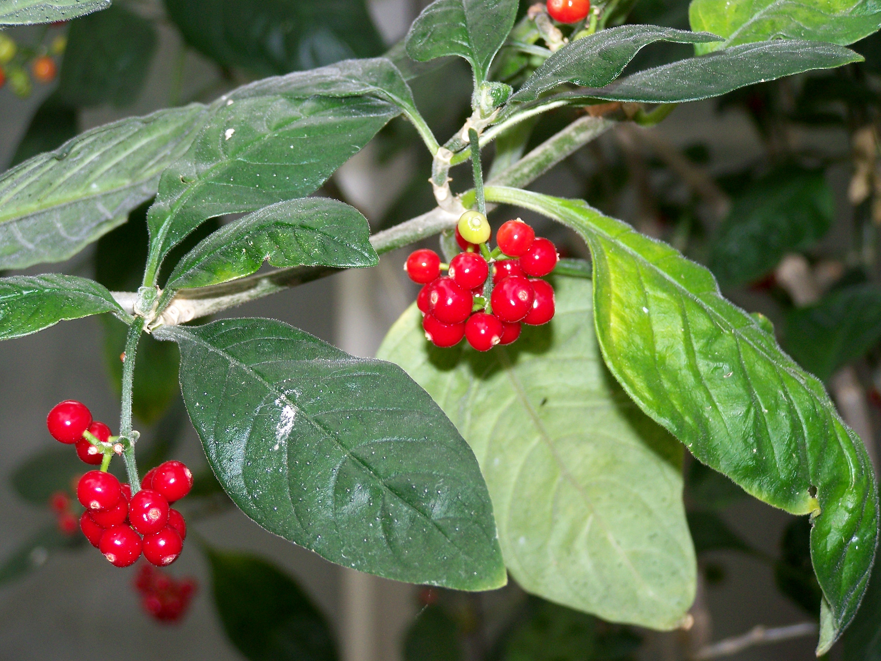 <p>diverse genus of flowering shrubs & herbs, many found in tropical forests & are important for biodiversity </p>