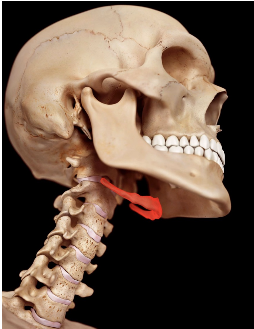 <p>In the neck. </p>
