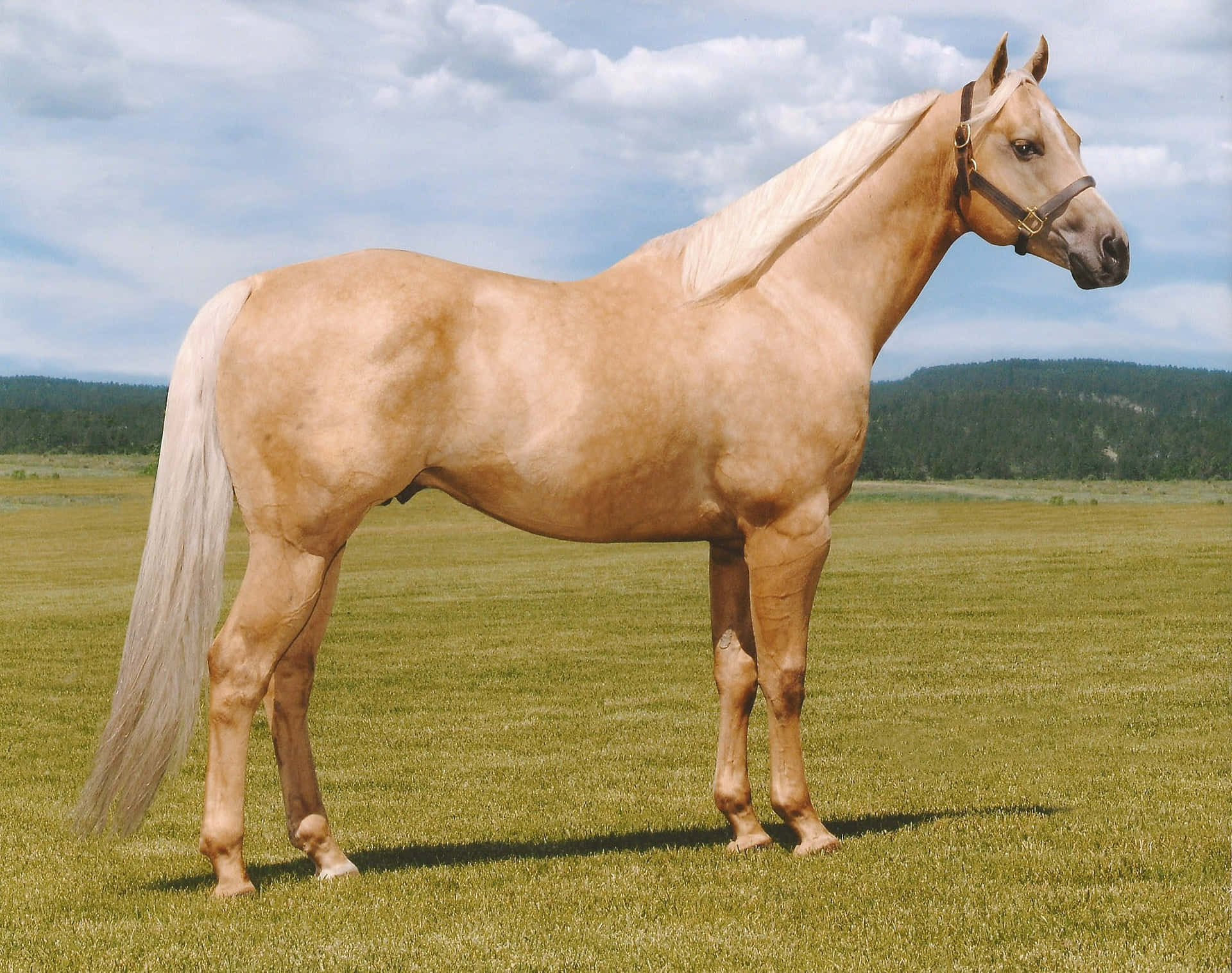 <p>palomino</p>