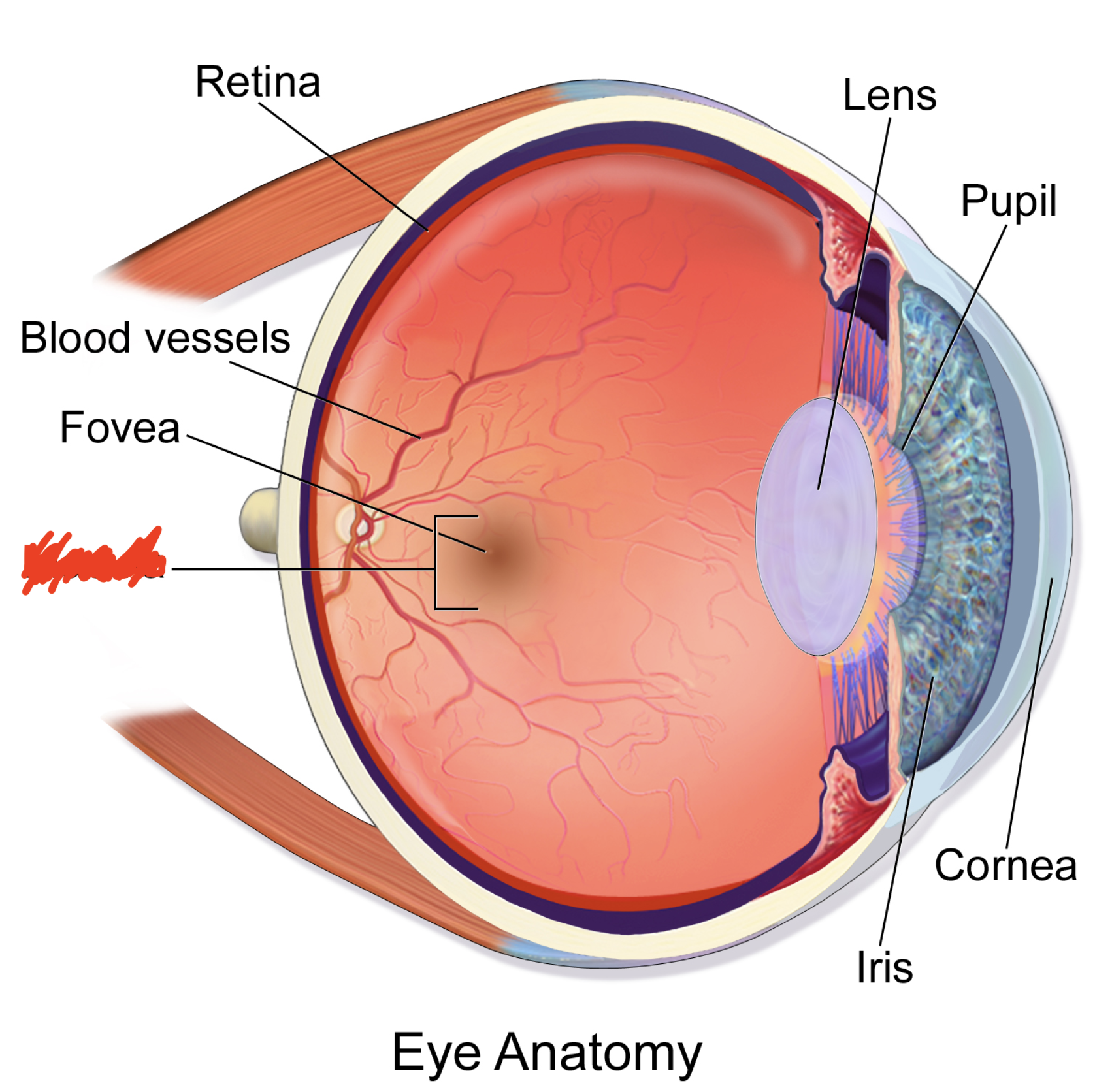 <p>Area of sharp central vision.</p><p>(NEURAL TUNIC)</p>