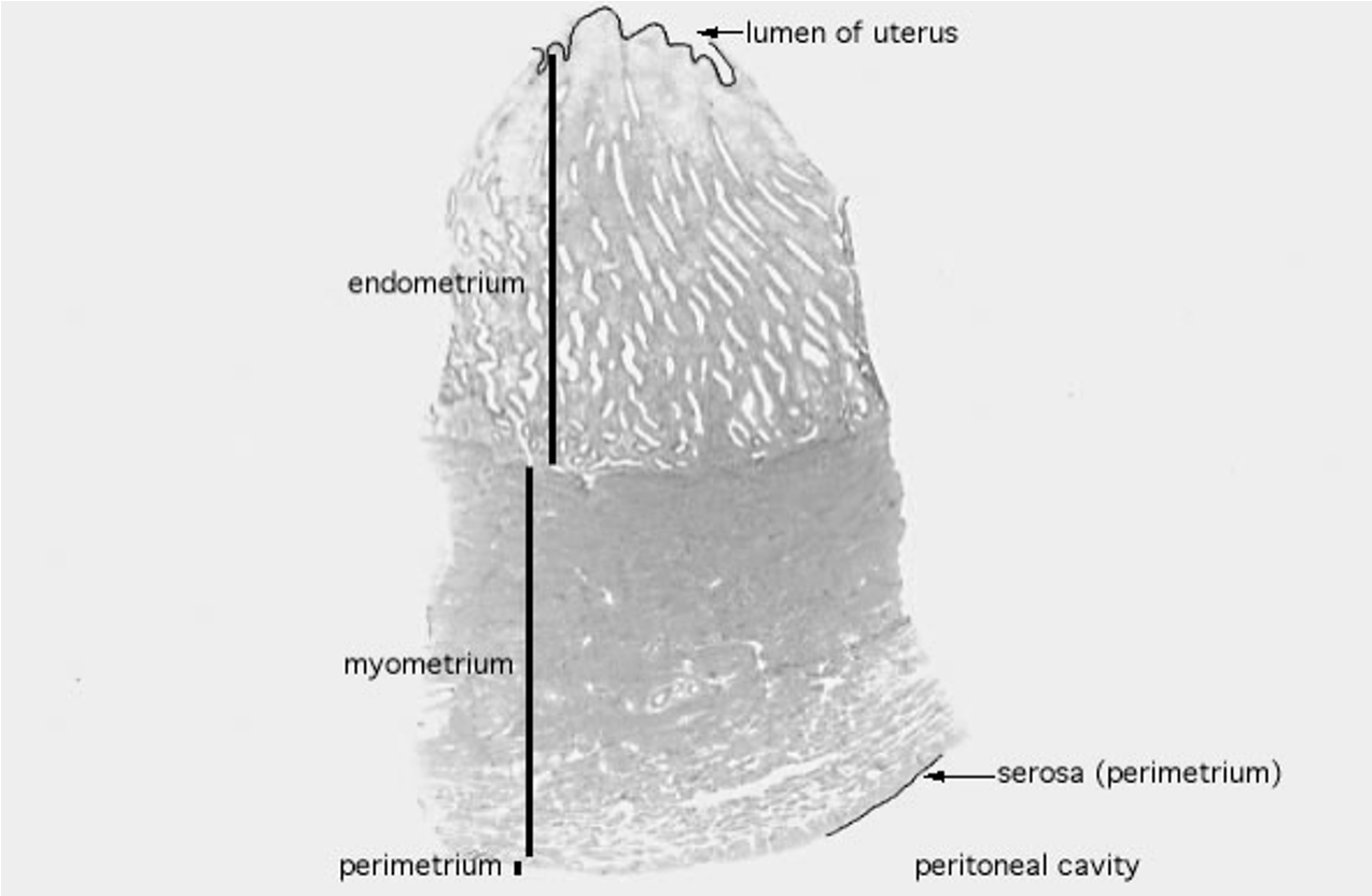 <ul><li><p><strong>Endometrium:</strong> inner lining that thickens and sheds during the menstrual cycle.</p></li><li><p><strong>Myometrium:</strong> muscular middle layer, supports contractions.</p></li><li><p><strong>Perimetrium:</strong> outer layer, part of the <strong>peritoneal/abdominal cavity</strong>.</p></li><li><p><strong>Lumen:</strong> hollow central cavity where a <strong>fertilized egg implants</strong> and develops into an embryo/fetus.</p></li></ul><p></p>
