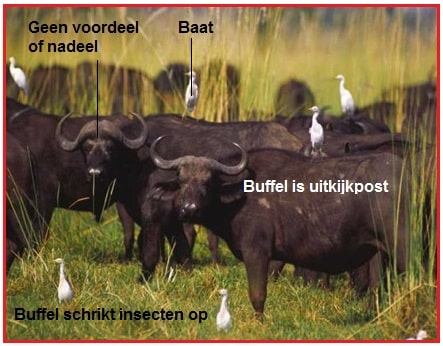 <p><strong>Commensalisme</strong></p>