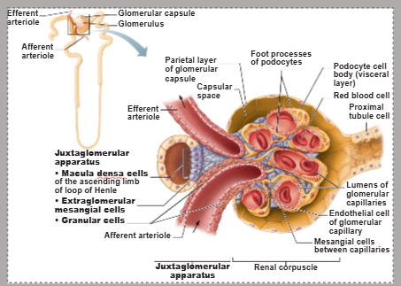 <p>macula densa</p>