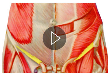 <p>What muscle is this?</p>