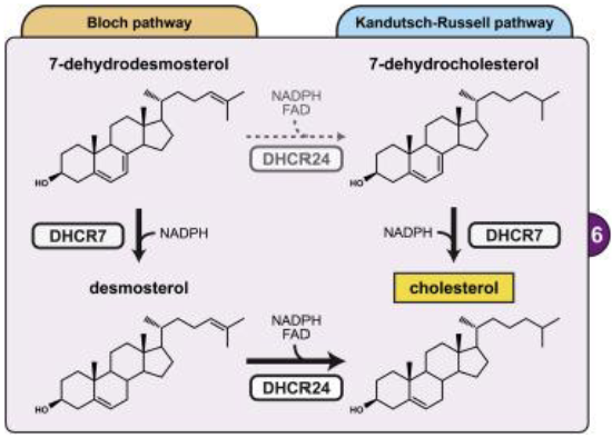 <p><strong> Final Enzymes in Pathways:</strong></p><ul><li><p>In the Kandutsch–Russell pathway, the final enzyme, DHCR7 (7- dehydrocholesterol reductase), is NADPH-dependent and converts 7- dehydrocholesterol into cholesterol.</p></li><li><p>In the Bloch pathway, 7-dehydrodesmosterol is first converted to desmosterol by DHCR7, which is then reduced to cholesterol by DHCR24.</p></li></ul><p><strong>Functional Roles:</strong></p><ul><li><p>Both pathways ultimately contribute to cholesterol production, but they utilize different intermediates, and the enzymes involved are crucial for proper metabolic function</p></li></ul><p></p>