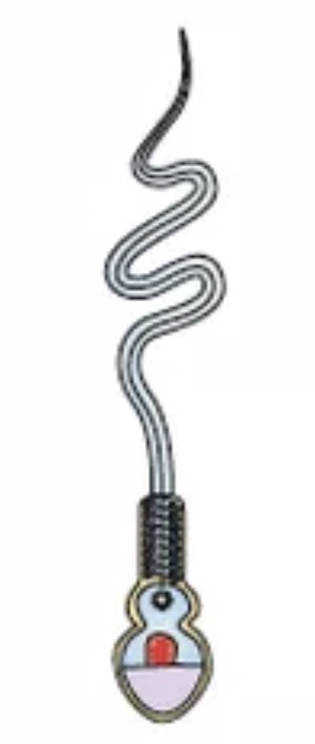 <p>Constricted Head Sperm</p>