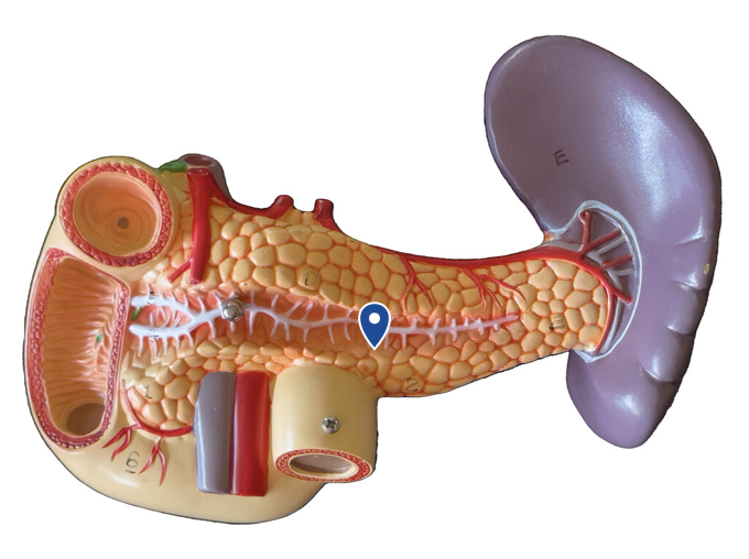 <p>Name this duct.</p>