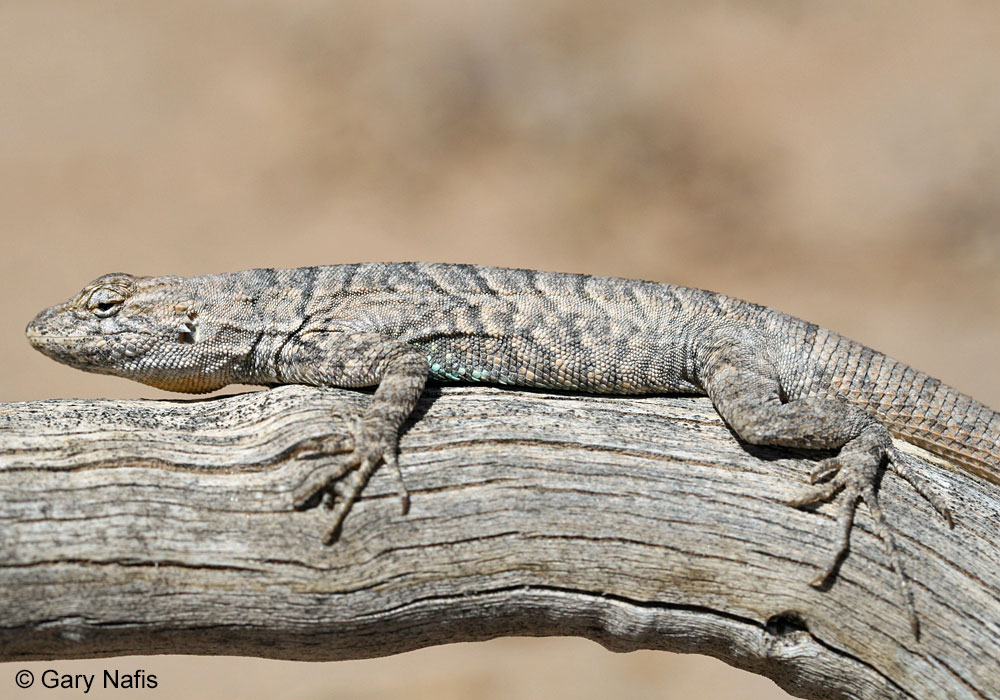 <p>Phrynosomatidae<br>Urosaurus graciosus<br>Long tailed brush lizard</p>