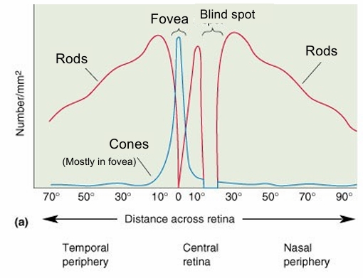 <p>Cones mostly in fovea - density decreases further away</p><p>Rods mainly absent in fovea - but peripheral mostly rods </p>
