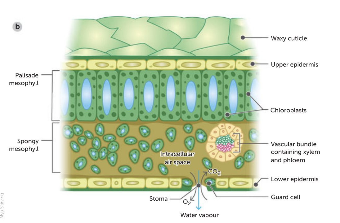term image