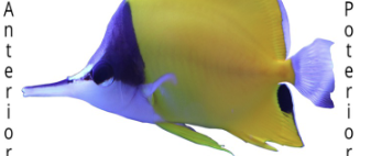 <p>3rd Trait of Bilateral Symmetrical Animals</p>