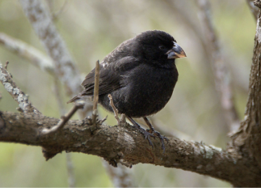 <ul><li><p><em>Geospiza fortis </em></p></li><li><p>least concern </p></li><li><p>these finches are found on a number of the islands and feed mainly on seeds </p></li></ul><p></p>