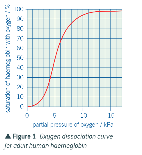 <ul><li><p>the shape of the haemoglobin (H) molecule makes it difficult for the first O2 molecule to bind to one of the sites of its 4 polypeptide subunits as they are closely united. therefore a low O2 concentrations, little oxygen binds to H (shallow initially)</p></li><li><p>the binding of this first O2 molecules changes the quaternary structure of the haemoglobin molecule, causing it to change shape. this change makes it easier for the other subunits to bind to an oxygen molecule (the binding of the first O2 molecule induces other subunits to bind to an O2 molecule)</p></li><li><p>therefore takes a smaller increase in the partial pressure of oxygen to bind to the second O2 molecule than it did to bind the first one. positive cooperativity (gradient of curve steepens)</p></li><li><p>situation changes after the binding of the third molecule - in theory would be easier, but in practice is harder due to probability. with the majority of the binding sites occupied, it is less likely that a single oxygen molecule will find an empty site to bind to (gradient reduces and graph flattens off) </p></li></ul><p></p>