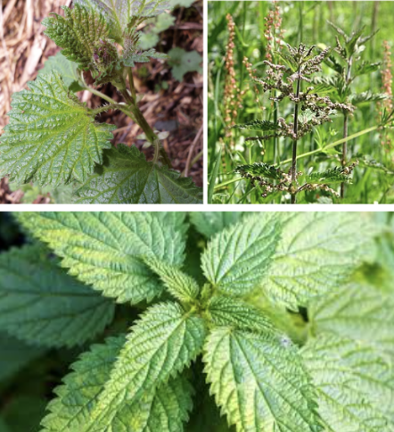 <ul><li><p>Covered in stinging hairs</p></li><li><p>Opposite serrated leaves</p></li><li><p>Square stems</p></li><li><p>Green hanging flower clusters in summer</p></li><li><p>Rich moist soils & disturbed areas</p></li><li><p>Causes burning rash on contact</p></li></ul><p></p>